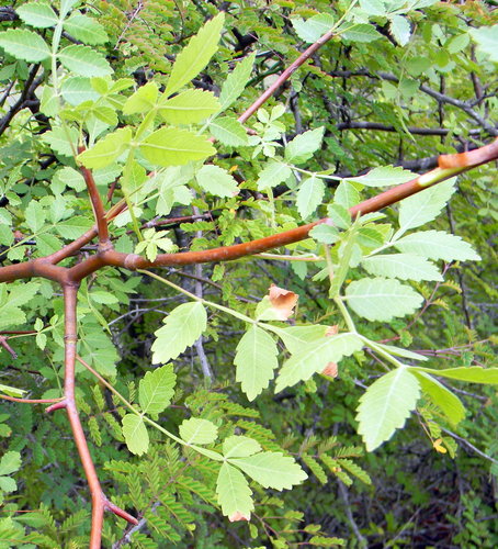 Bursera linanoe
