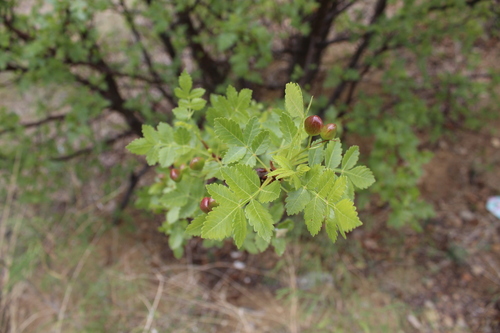 Bursera linanoe