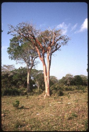 Bursera simaruba