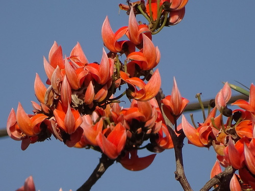 Butea monosperma
