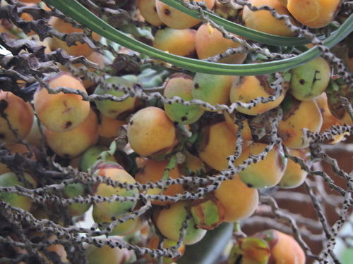 Butia catarinensis