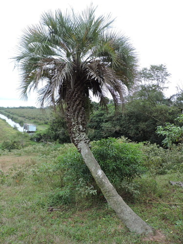 Butia catarinensis