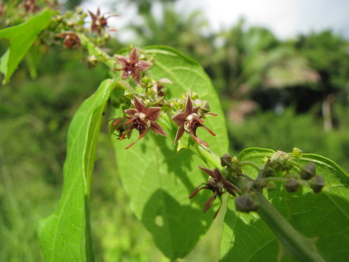 Byttneria aculeata