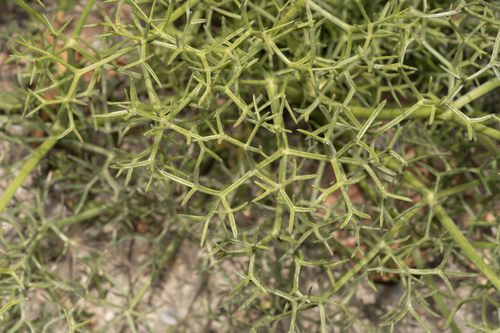 Cachrys cristata