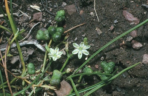 Caesia alpina