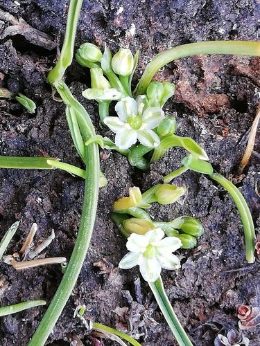 Caesia alpina