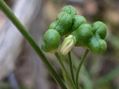Caesia parviflora