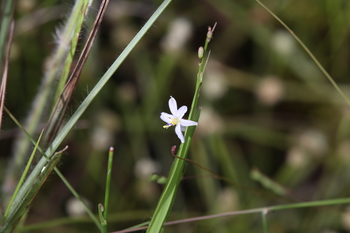 Caesia setifera