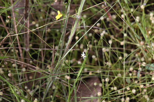 Caesia setifera