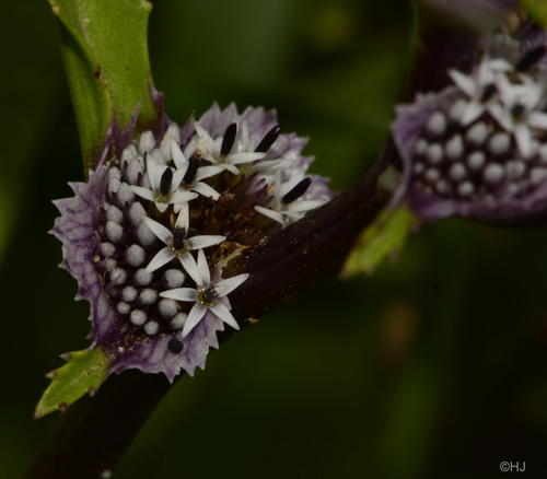 Caesulia axillaris