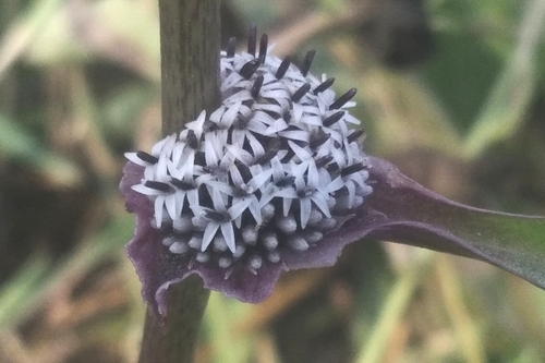 Caesulia axillaris