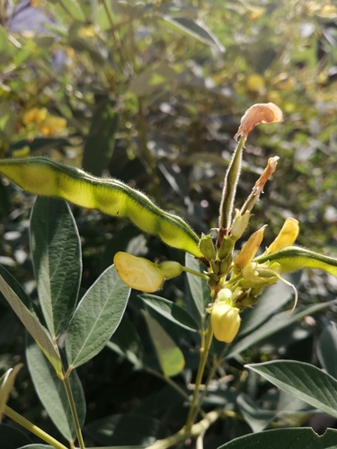 Cajanus cajan