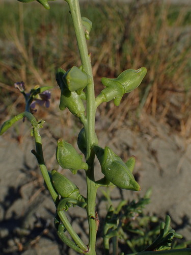 Cakile maritima