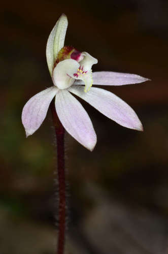 Caladenia fuscata