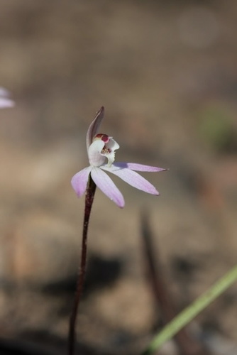 Caladenia fuscata