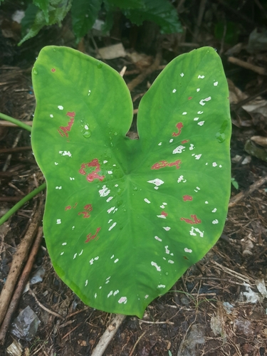 Caladium bicolor