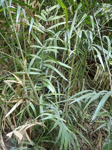 Calamus deerratus