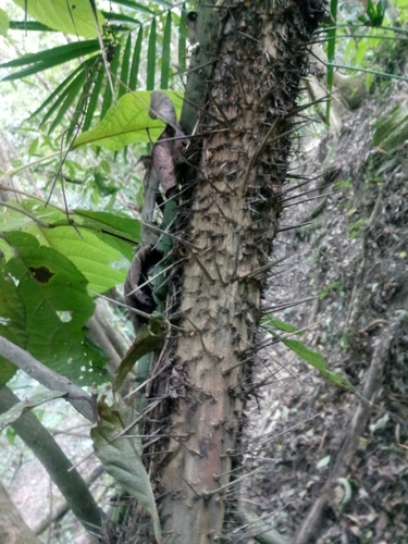 Calamus erectus