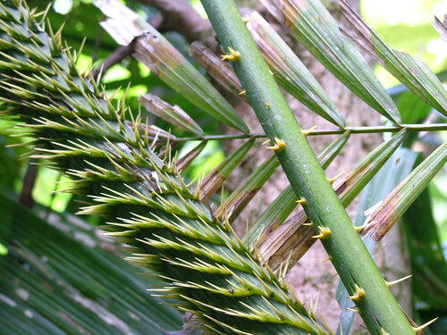 Calamus moti