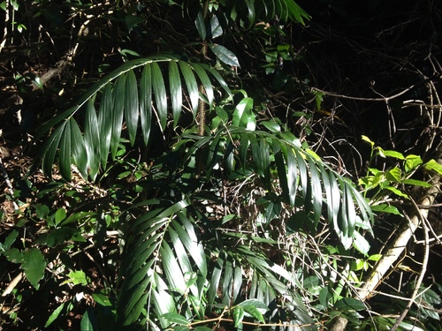 Calamus muelleri