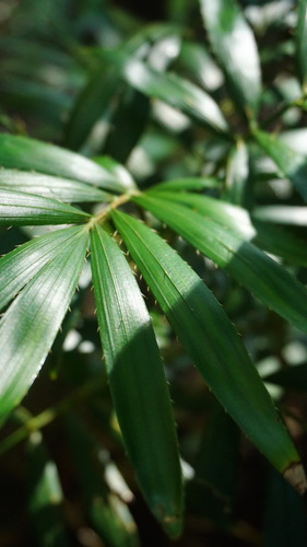Calamus muelleri