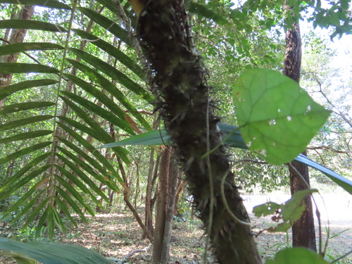 Calamus rotang