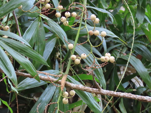 Calamus solitarius