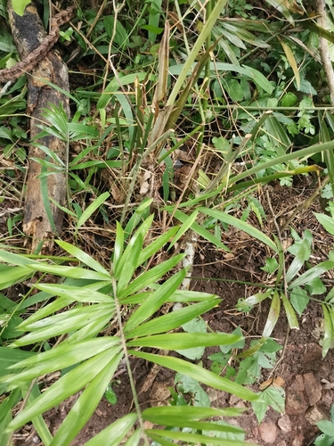 Calamus viminalis