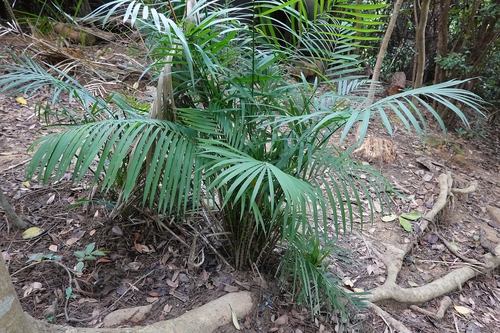 Calamus walkeri