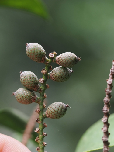 Calamus walkeri