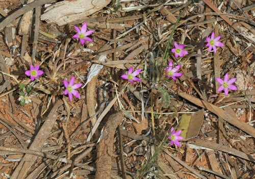 Calandrinia eremaea