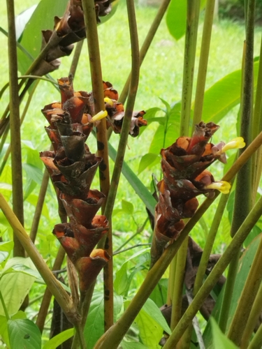 Calathea lutea