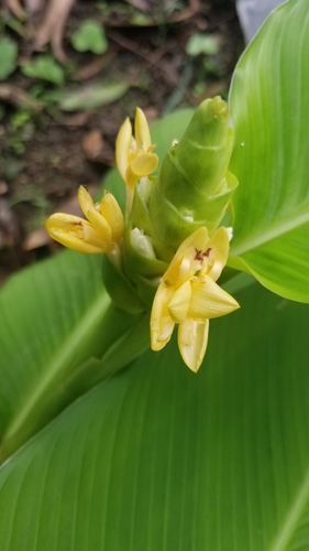 Calathea macrosepala