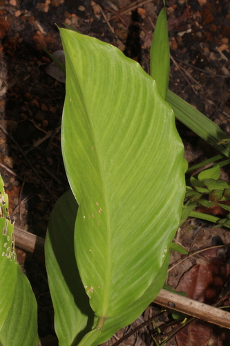Calathea panamensis