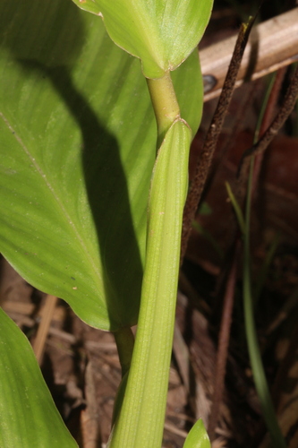 Calathea panamensis