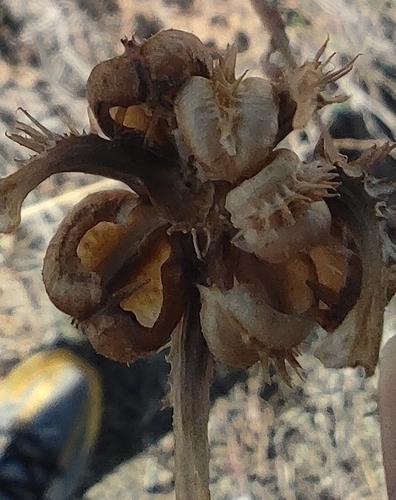 Calendula arvensis