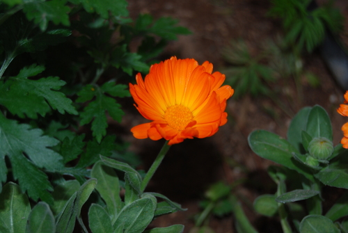 Calendula officinalis