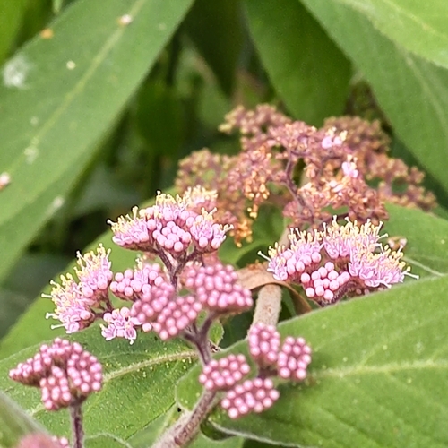 Callicarpa rubella
