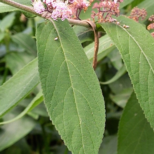 Callicarpa rubella