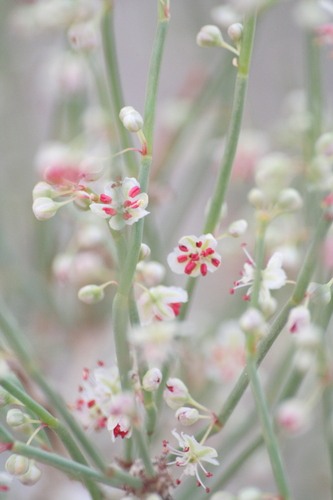 Calligonum comosum