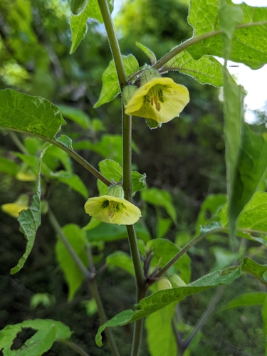 Calliphysalis carpenteri