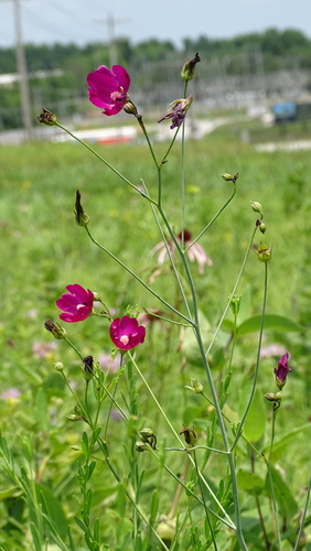 Callirhoe digitata
