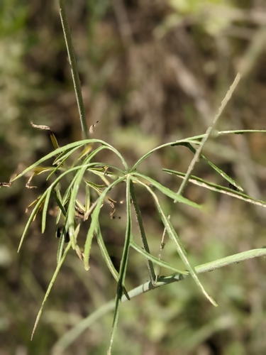 Callirhoe digitata