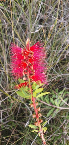 Callistemon citrinus
