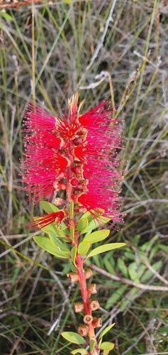 Callistemon citrinus
