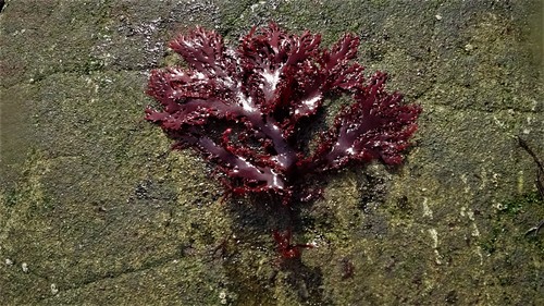 Callophyllis variegata