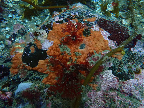 Callophyllis variegata