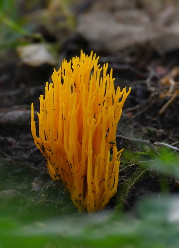 Calocera viscosa