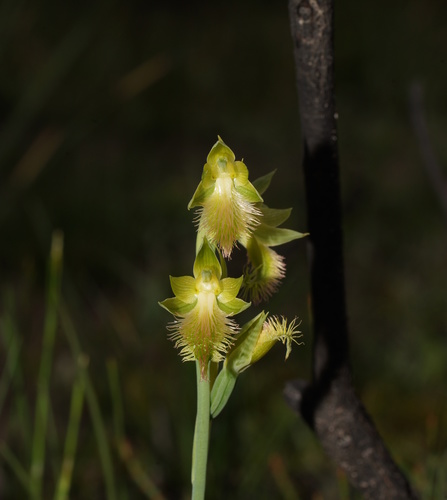 Calochilus campestris