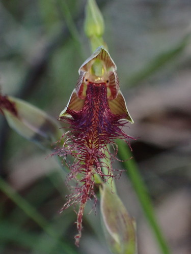 Calochilus gracillimus